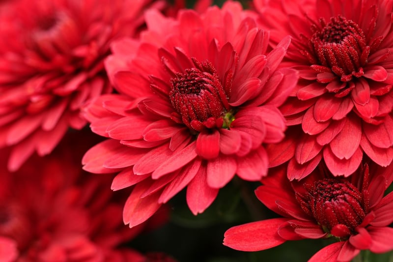 Chrysanthemums in Autumn