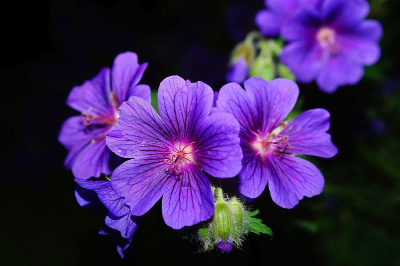 Geraniums in Summer