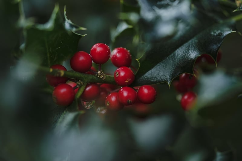 Holly in Winter